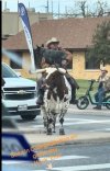 cattle crossing.JPG