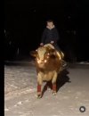 Christmas lights cow.JPG