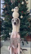 dog hat tree.JPG