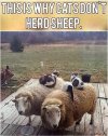 sheep.JPG