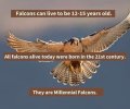 Falcon.jpg