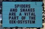 spider and snakes.JPG