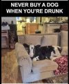 dog drunki.JPG