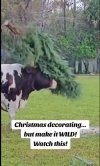 cow decorating.JPG