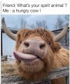 hungry cow.JPG