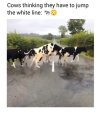 cow.JPG