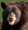 Black-Bear-Face-Angry-03-283x300.jpg