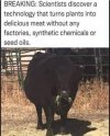 cow.jpg