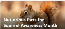 Squirrel Awareness Month.JPG