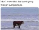 cow.JPG